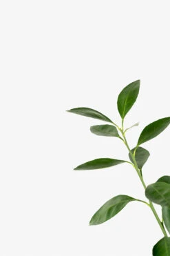 Miho Satsuma Orange Tree -The Tree Center Miho Satsuma Orange Tree 5G 02 600x900 1