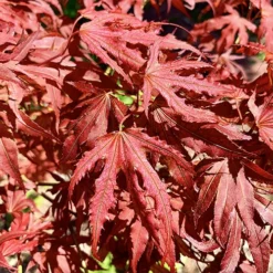 Mikazuki Japanese Maple -The Tree Center Mikazuki Japanese Maple 3 copy jpg