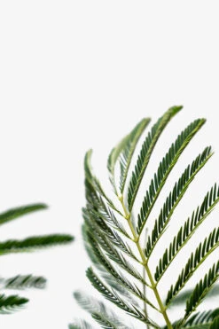 Mimosa Silk Tree -The Tree Center Mimosa Silk Tree 5G 02 600x900 1