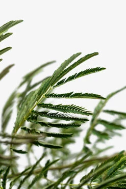 Mimosa Silk Tree -The Tree Center Mimosa Silk Tree 5G 03 600x900 1