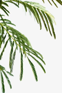 Mimosa Silk Tree -The Tree Center Mimosa Silk Tree 5G 05 600x900 1