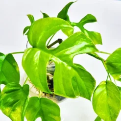 Ginny Monstera -The Tree Center Mini Monstera Ginny 4 copy jpg webp