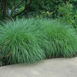 Little Kitten Grass -The Tree Center Miscanthus Little Kitten 01 copy jpg