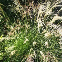 Little Kitten Grass -The Tree Center Miscanthus Little Kitten 04 copy jpg