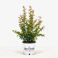 Miss Francis Crape Myrtle 7 Miss Francis Crape Myrtle -The Tree Center Miss Frances Crape Myrtle 5G 01 1 600x600 1