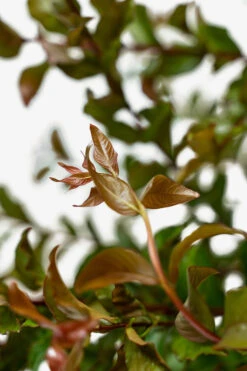 Miss Francis Crape Myrtle 9 Miss Francis Crape Myrtle -The Tree Center Miss Frances Crape Myrtle 5G 02 600x900 1