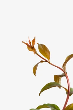 Miss Francis Crape Myrtle 8 Miss Francis Crape Myrtle -The Tree Center Miss Frances Crape Myrtle 5G 05 600x900 1