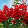 Miss Francis Crape Myrtle