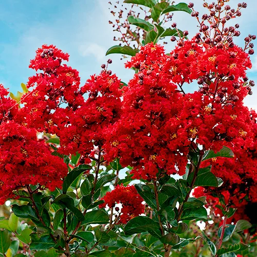 Miss Francis Crape Myrtle 1 Miss Francis Crape Myrtle