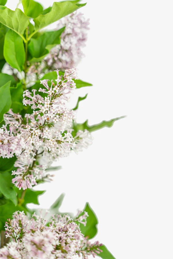 Miss Kim Lilac 1 Miss Kim Lilac