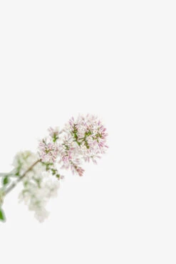 Miss Kim Lilac 9 Miss Kim Lilac -The Tree Center Miss Kim Lilac 3G 04 copy 600x900 1