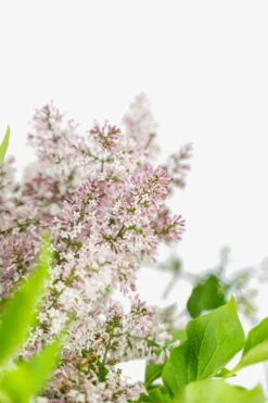 Miss Kim Lilac 7 Miss Kim Lilac -The Tree Center Miss Kim Lilac 3G 06 copy 1 600x900 1