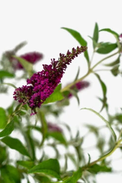 Miss Molly Butterfly Bush -The Tree Center Miss Molly Butterfly 3G 06 600x900 1