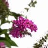 Miss Ruby Butterfly Bush