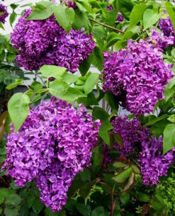 Monge Purple Lilac -The Tree Center Monge Purple Lilac 2 copy 600x743 1