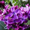 Monge Purple Lilac