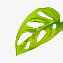Monstera Swiss Cheese Plant -The Tree Center Monstera Swiss Cheese Plant 1G 02 copy 600x600 1