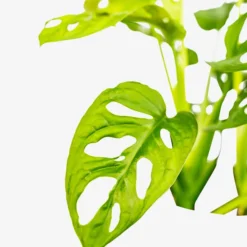 Monstera Swiss Cheese Plant