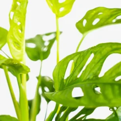 Monstera Swiss Cheese Plant -The Tree Center Monstera Swiss Cheese Plant 1G 05 copy 600x600 1