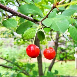 Montmorency Cherry Tree -The Tree Center Montmorency Cherry Tree 2 copy 600x600 1