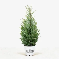 Moonglow Juniper -The Tree Center Moonglow Juniper 5G 01 jpg 600x600 1
