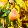 Moonglow Pear Tree