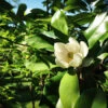 Moonglow® Sweetbay Magnolia