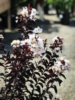 Moonlight Magic Crape Myrtle -The Tree Center Moonlight Magic Crape Myrtle 3 copy jpg webp