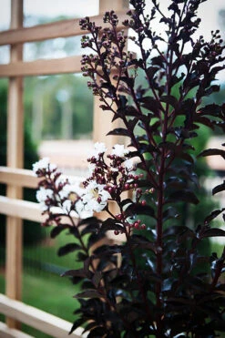 Moonlight Magic Crape Myrtle -The Tree Center Moonlight Magic Crape Myrtle 4 copy 600x900 1