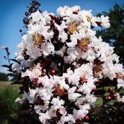 Moonlight Magic Crape Myrtle -The Tree Center Moonlight Magic Crape Myrtle 5 copy jpg webp