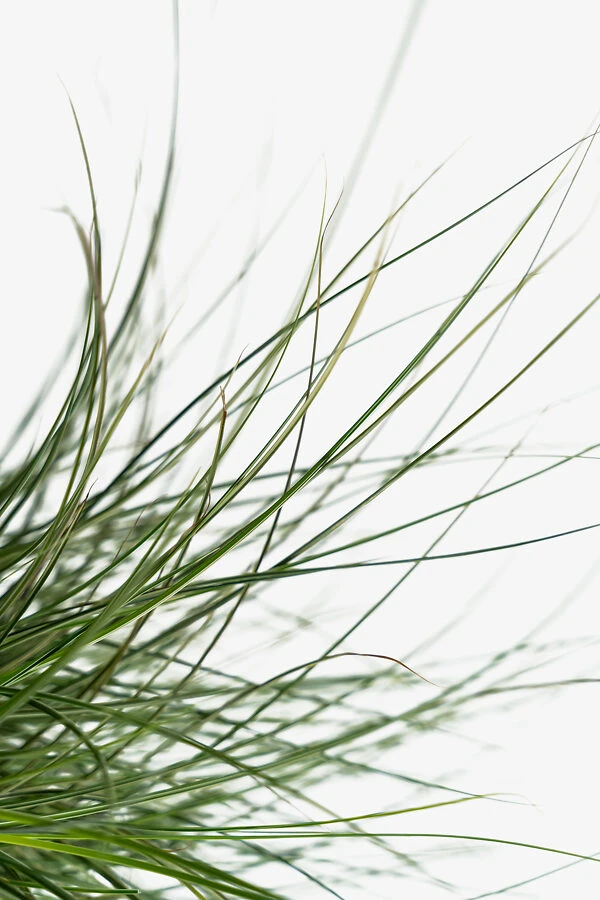 Morning Light Maiden Grass 2 Morning Light Maiden Grass - Image 2