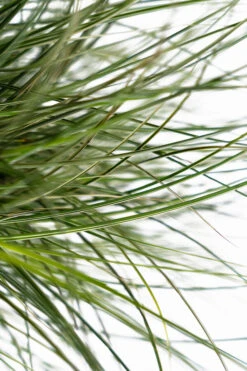 Morning Light Maiden Grass 7 Morning Light Maiden Grass -The Tree Center Morning Maiden Grass 3G 04 copy 600x900 1