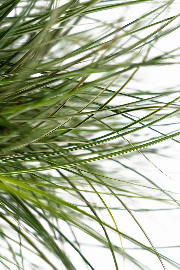 Morning Light Maiden Grass 3 Morning Light Maiden Grass - Image 3