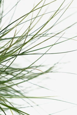 Morning Light Maiden Grass 9 Morning Light Maiden Grass -The Tree Center Morning Maiden Grass 3G 05 600x900 1