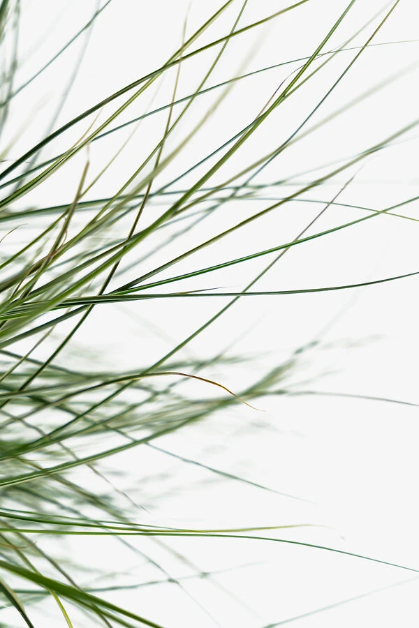 Morning Light Maiden Grass 5 Morning Light Maiden Grass - Image 5