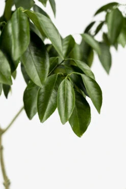 Moro Blood Orange -The Tree Center Moro Blood Orange 03 600x900 1