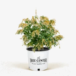 Mountain Fire Pieris -The Tree Center Mountain Fire Pieris 5G 01 600x600 1