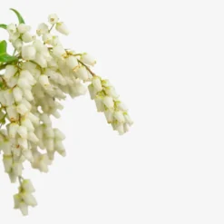 Mountain Fire Pieris -The Tree Center Mountain Fire Pieris 5G 03 copy jpg webp e1695226975702 600x600 1