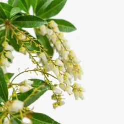 Mountain Fire Pieris -The Tree Center Mountain Fire Pieris 5G 04 copy jpg webp e1695226945335 600x600 1