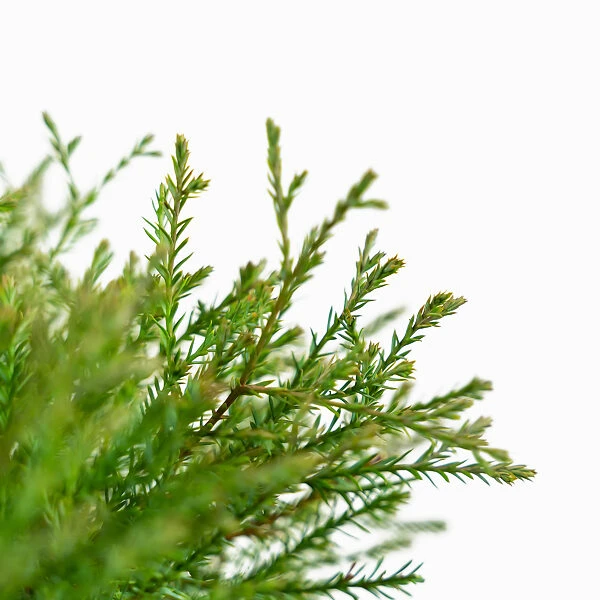 Mr. Bowling Ball Arborvitae 1 Mr. Bowling Ball Arborvitae