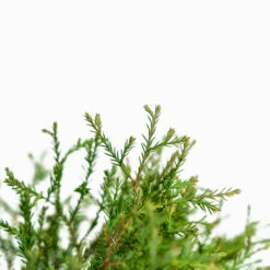 Mr. Bowling Ball Arborvitae 9 Mr. Bowling Ball Arborvitae -The Tree Center Mr. Bowling Ball Arborvitae 3G 03 copy 600x600 1