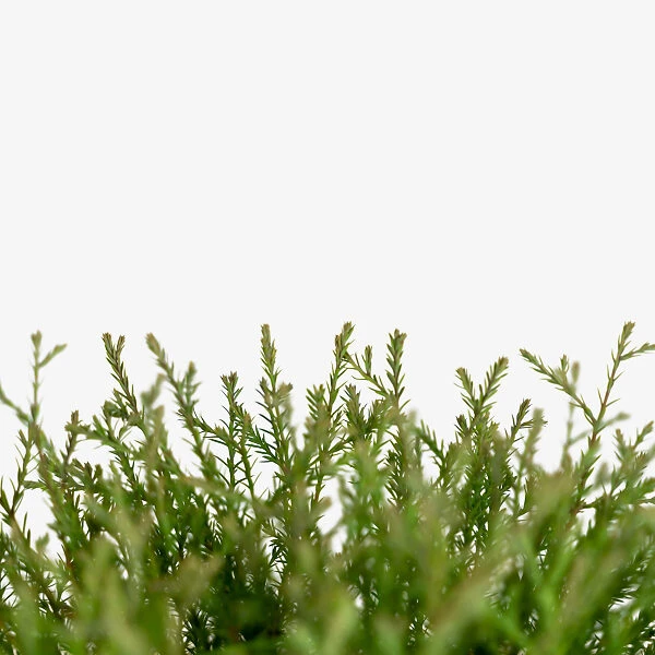 Mr. Bowling Ball Arborvitae 4 Mr. Bowling Ball Arborvitae - Image 4