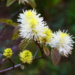 Mount Airy Fothergilla -The Tree Center Mt Airy Fothergilla 1 600x600 1