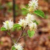 Mount Airy Fothergilla
