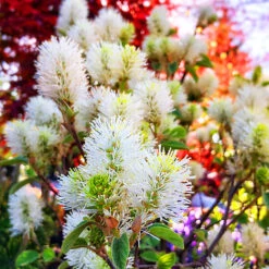 Mount Airy Fothergilla -The Tree Center Mt Airy Fothergilla 5 600x600 1