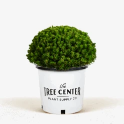 Mugo Pine -The Tree Center Mugo Pine 5G 01 600x600 1