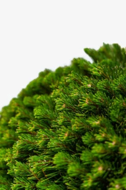 Mugo Pine -The Tree Center Mugo Pine 5G 02 600x900 1