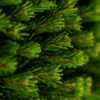 Mugo Pine