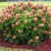 Munchkin Oakleaf Hydrangea