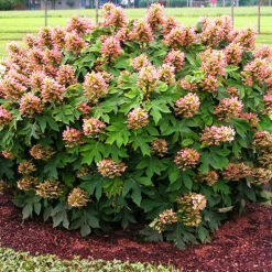 Munchkin Oakleaf Hydrangea
